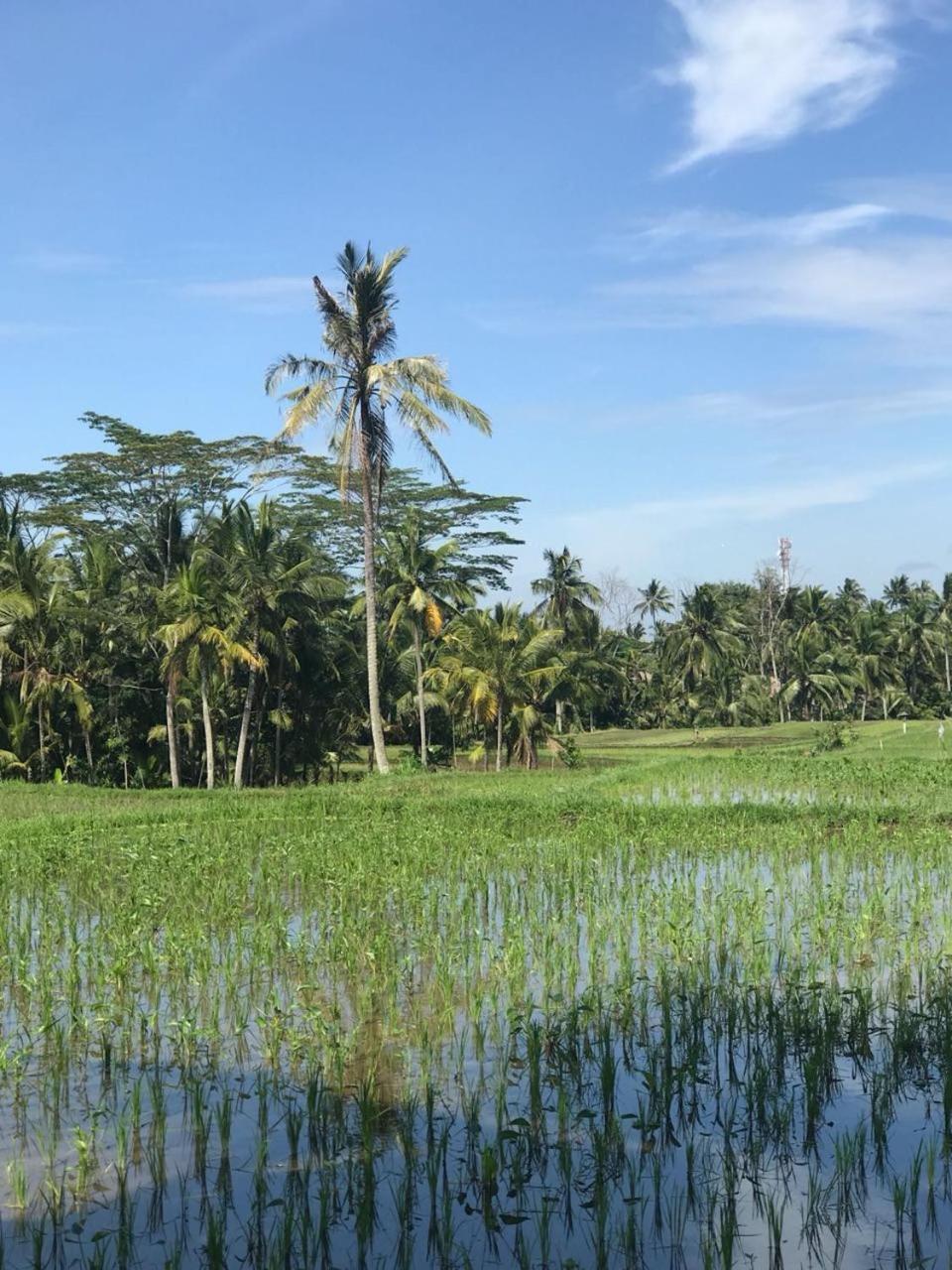 Paraiso Cottage Ubud Esterno foto